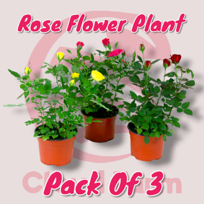 Cloud Farm Rose Plant(Hybrid, Pack of 3)