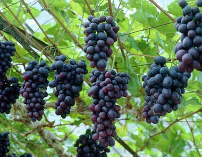 Aywal Sweet Grapes - Black Fruit Seed(100 per packet)