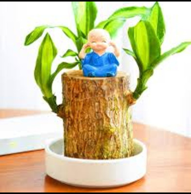 ibains Mini Brazalian wood(Hybrid, Pack of 1)