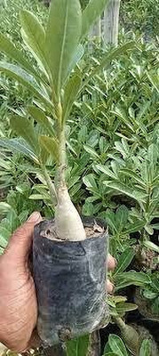 TraustedShop Adenium Plant(Hybrid, Pack of 1)