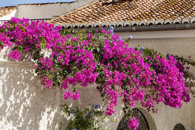 FloraFusion Bougainvillea Plant(Hybrid, Pack of 1)