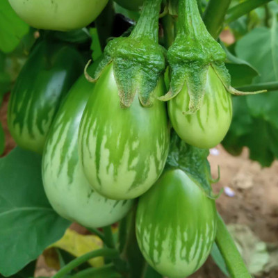 BDSresolve brinjal seeds hybrid all seasons / brinjal seeds 63 Seed(63 per packet)