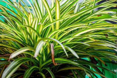 VENUS ONLINE Spider Plant (Chlorophytum comosum) Natural Air Purifier Seed(1 per packet)