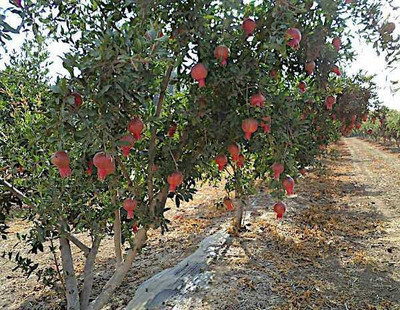 Fulmala Nursery Pomegranate Plant(Hybrid, Pack of 1)