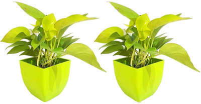 KUMUBON Money Plant(Hybrid, Pack of 1)