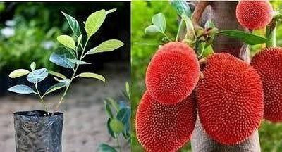 KrishnaNursery Jackfruit Plant(Hybrid, Pack of 1)