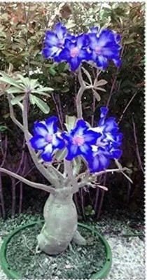 YourPlant Adenium Plant(Hybrid, Pack of 1)