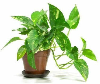 GreenyOn Money Plant(Hybrid, Pack of 1)