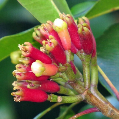BULAPLANTHOUSE Clove Plant(Pack of 1)