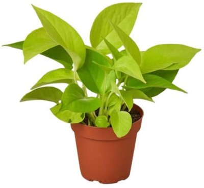 CAPPL Money Plant(Pack of 1)