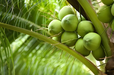 Arlo Coconut Plant(Hybrid, Pack of 1)