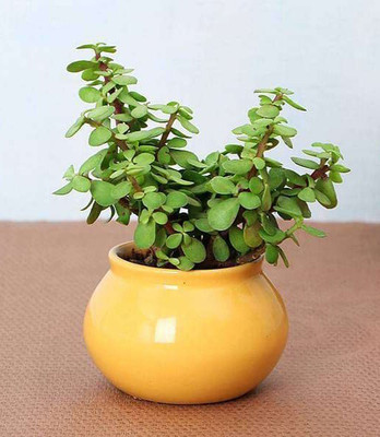 Agacha Jade Plant(Hybrid, Pack of 1)