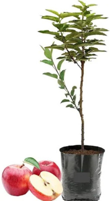 Cloud Farm Apple Plant(Hybrid, Pack of 1)