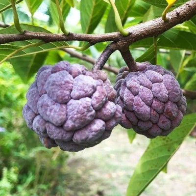 Cloud Farm Custard Apple Plant(Hybrid, Pack of 1)