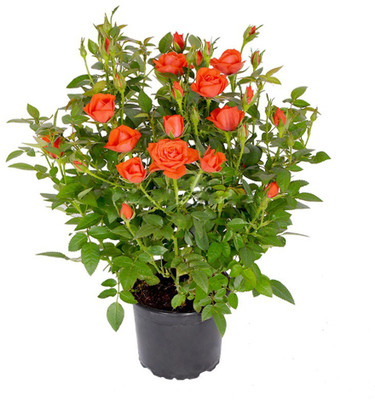 Cloud Farm Rose Plant(Hybrid, Pack of 1)