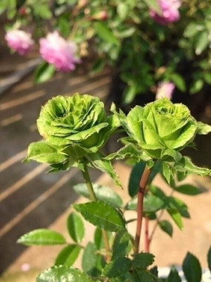 GLOBQRO Rose Plant(Hybrid, Pack of 1)