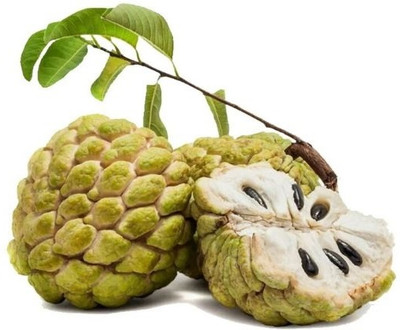 GLOBQRO Custard Apple Plant(Hybrid, Pack of 1)