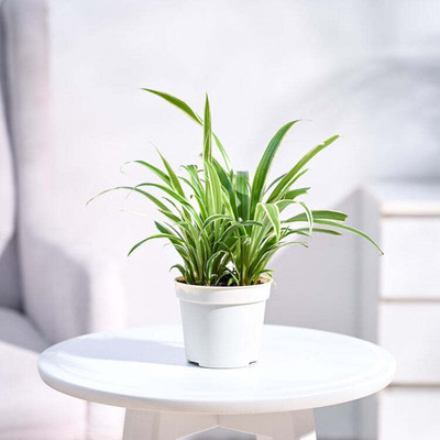 UGAOO Chlorophytum Spider Plant(Pack of 1)