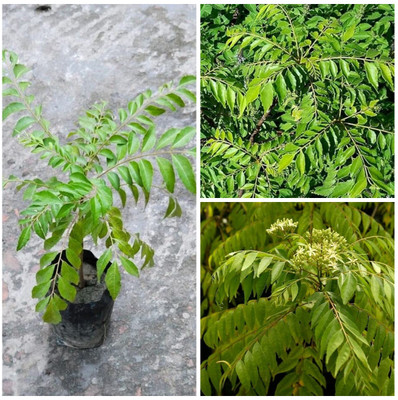 Cloud Farm Curry Leaf Plant(Hybrid, Pack of 1)