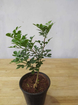 the green dotcom Wood Apple Plant(Hybrid, Pack of 1)