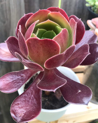 KrishnaNursery Aeonium Castello-Paivae Plant(Hybrid, Pack of 1)