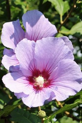 MAITRA AND SONS Hibiscus Gudhal Flower Plant(Hybrid, Pack of 1)