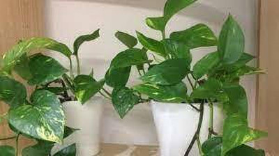 Queen Gulu Money Plant(Hybrid, Pack of 1)