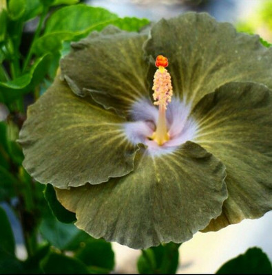 Aquinnah Graden Hibiscus Plant(Hybrid, Pack of 1)