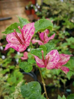 Rm live plant Bougainvillea Plant(Hybrid, Pack of 1)