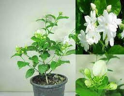 GreenyOn Jasmine Plant(Hybrid, Pack of 1)