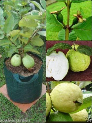 dream shop now Guava Plant(Hybrid, Pack of 1)