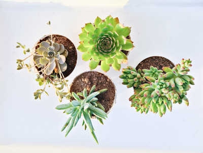 TOFOH Succulents Plant(Hybrid, Pack of 4)