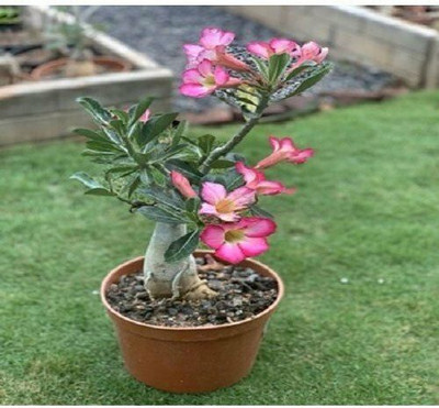 Bakuchi Adenium Plant(Hybrid, Pack of 1)