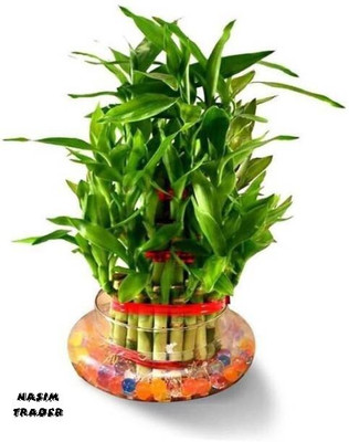 BALA PLANT CREATION Two Layer Bamboo Plant(Hybrid, Pack of 1)