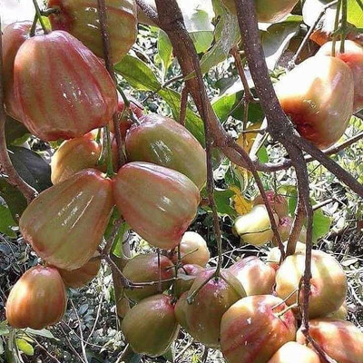 My Dream Nursery Wax Apple White Wax Fruit(Hybrid, Pack of 1)