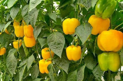 AloGardening Mixed Shimla Mirch/Capsicum/Bell Pepper AG6 Seed(50 per packet)
