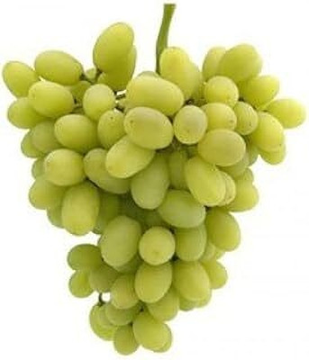 MAITRA AND SONS Grapes Plant(Hybrid, Pack of 1)
