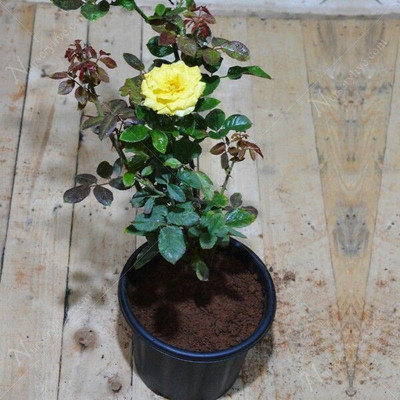 EarthAngel Rose Plant(Hybrid, Pack of 1)