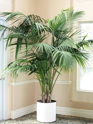 ibains Palm plant seed Seed(12 per packet)