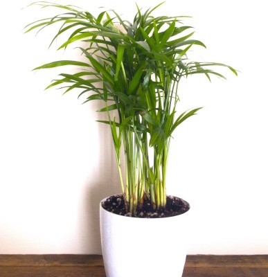 Cloud Farm China Palm Plant(Hybrid, Pack of 1)