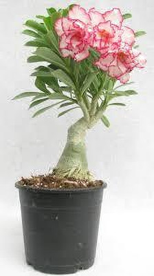 ABEFARIYA Adenium Plant(Hybrid, Pack of 1)