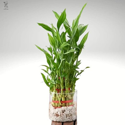 Flora Solutions Two Layer Bamboo Plant(Hybrid, Pack of 1)