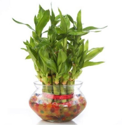 BALA PLANT CREATION Two Layer Bamboo Plant(Hybrid, Pack of 1)