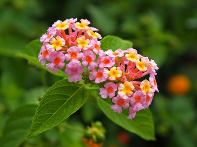 EliteGreen Lantana Plant(Hybrid, Pack of 1)