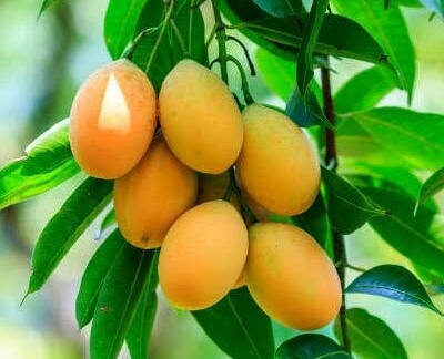 BALA PLANT CREATION Mango Plant(Hybrid, Pack of 1)
