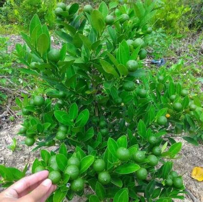 BULAPLANTHOUSE Lemon Plant(Hybrid, Pack of 1)