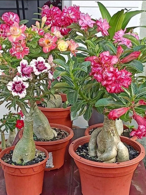 FloraFusion Adenium Plant(Hybrid, Pack of 1)