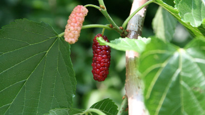 Agacha Shahtoot/Mulberry Plant(Hybrid, Pack of 1)