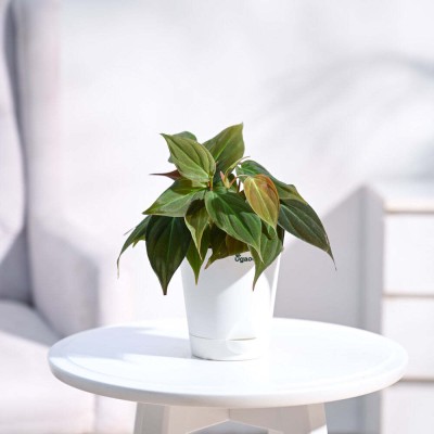 UGAOO Philodendron Plant(Pack of 1)