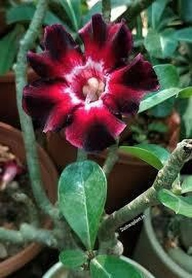 GreenyOn Adenium Plant(Hybrid, Pack of 1)